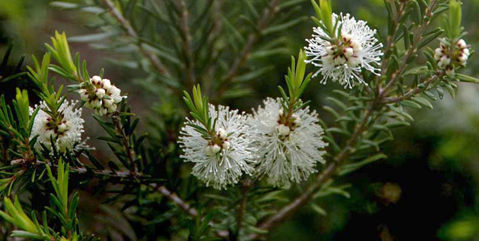 10 Helpful Tips Using Australian Tea Tree Oil