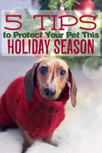 5 Tips to Protect Your Pet This Holiday Season